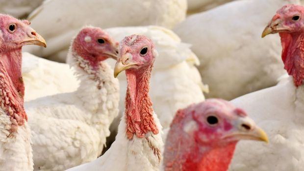 Nach dem jüngsten Ausbruch der Vogelgrippe mussten im Osten Polens 30.000 Tiere getötet werden. Nach dem jüngsten Ausbruch der Vogelgrippe mussten im Osten Polens 30.000 Tiere getötet werden.