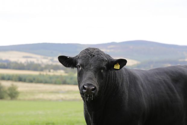 Rind der Rasse Black Angus. Rind der Rasse Black Angus.