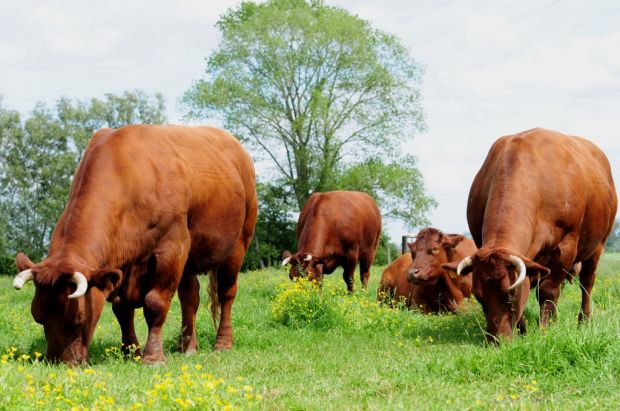 Das rote flämische Rind genießt nun den Schutz der EU-Ursprungsbezeichnung. Das rote flämische Rind genießt nun den Schutz der EU-Ursprungsbezeichnung.