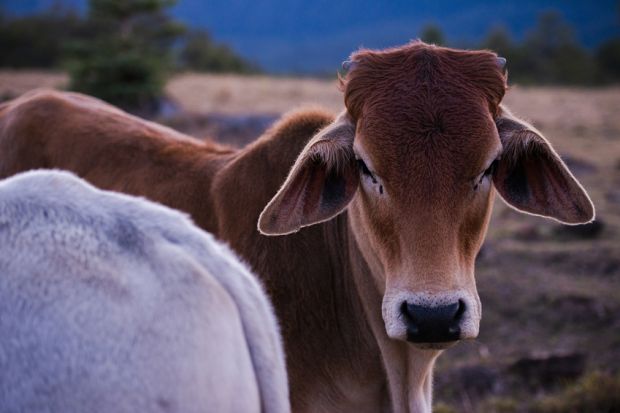 Binnen Jahresfrist sinkt der Rinderbestand "down under" um etwa eine Million Tiere. Binnen Jahresfrist sinkt der Rinderbestand "down under" um etwa eine Million Tiere.