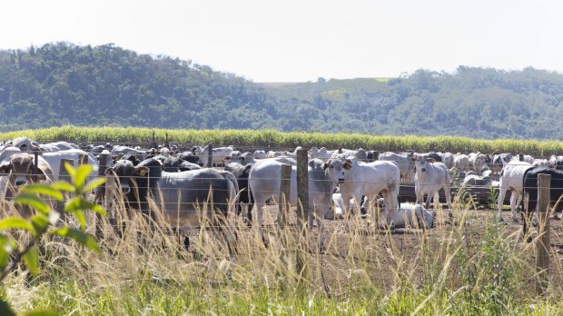 Brasilien weitet seine Fleischproduktion aus. In die EU gelangt aber nur ein kleiner Teil der produzierten Menge. Brasilien weitet seine Fleischproduktion aus. In die EU gelangt aber nur ein kleiner Teil der produzierten Menge.