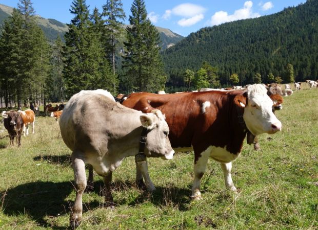 Rinder auf dem Großen Ahornboden im Tiroler Gemeindegebiet Vomp. Rinder auf dem Großen Ahornboden im Tiroler Gemeindegebiet Vomp.