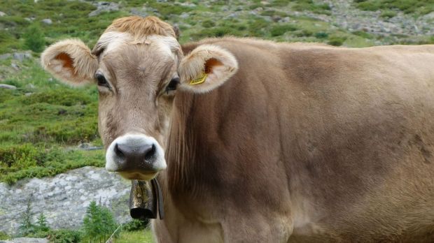 Schlachtkühe haben sich weiter verteuert. Schlachtkühe haben sich weiter verteuert.
