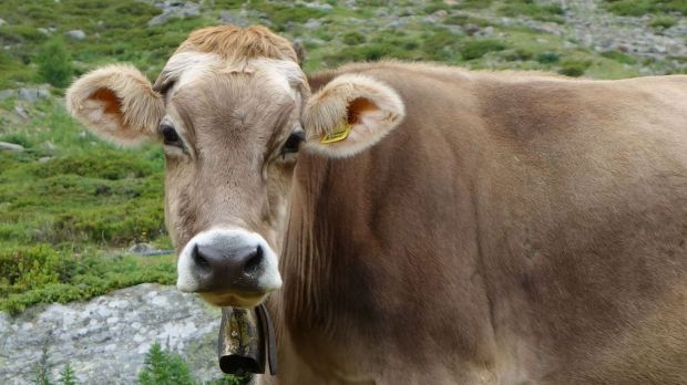 Die Schweiz zählt für das Jahr 2018 weniger Milchkühe. Die Schweiz zählt für das Jahr 2018 weniger Milchkühe.