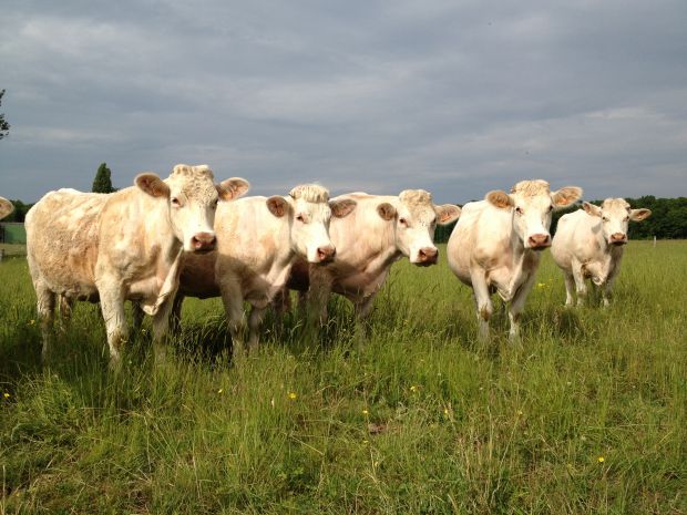 Charolais-Herde Charolais-Herde