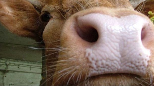 Die Versorgung von Tierarzneimitteln ist durch das Coronavirus gefährdet. Die Versorgung von Tierarzneimitteln ist durch das Coronavirus gefährdet.