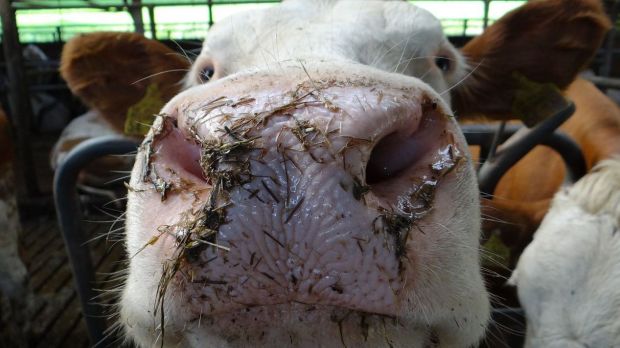 Das Verwaltungsgericht in Schleswig hat den Stopp von Tiertransporte in die Union praktisch aufgehoben. Das Verwaltungsgericht in Schleswig hat den Stopp von Tiertransporte in die Union praktisch aufgehoben.