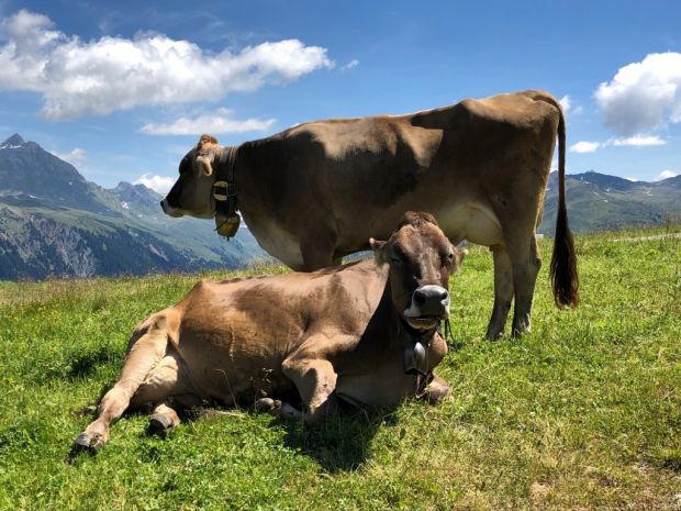 Weidende Rinder auf der Silvretta Nova im Montafon. Weidende Rinder auf der Silvretta Nova im Montafon.