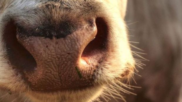 Weitere Fälle des Rinderherpes wurden in nordrhein-westfälischen Betrieben im Münsterland festgestellt. Weitere Fälle des Rinderherpes wurden in nordrhein-westfälischen Betrieben im Münsterland festgestellt.