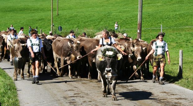 Viehscheid im Allgäu. Viehscheid im Allgäu.