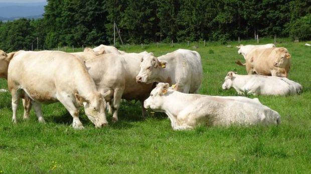 Charolais und Simmentaler auf Hofgut Rehbachtal im hessischen Lahn-Dill-Kreis. Hierzulande gab die Notierung für Jungbullen der Handelsklasse R3 um einen Euro auf 373,67 Euro je 100 Kilo SG nach. Charolais und Simmentaler auf Hofgut Rehbachtal im hessischen Lahn-Dill-Kreis. Hierzulande gab die Notierung für Jungbullen der Handelsklasse R3 um einen Euro auf 373,67 Euro je 100 Kilo SG nach.