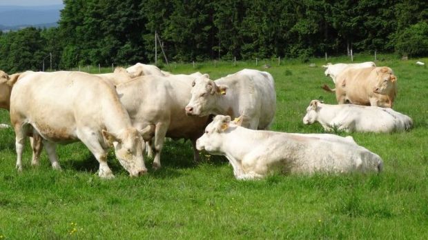 Der Selbstversorgungsgrad von Rind- und Kalbfleisch liegt bei 98 Prozent. Das Bild zeigt Charolais und Simmentaler auf dem Hofgut Rehbachtal im hessischen Lahn-Dill-Kreis. Der Selbstversorgungsgrad von Rind- und Kalbfleisch liegt bei 98 Prozent. Das Bild zeigt Charolais und Simmentaler auf dem Hofgut Rehbachtal im hessischen Lahn-Dill-Kreis.
