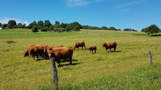 Die Exporte von Rindfleisch aus Deutschland nach Italien, Frankreich und Spanien stocken gegenwärtig stark. Die Exporte von Rindfleisch aus Deutschland nach Italien, Frankreich und Spanien stocken gegenwärtig stark.