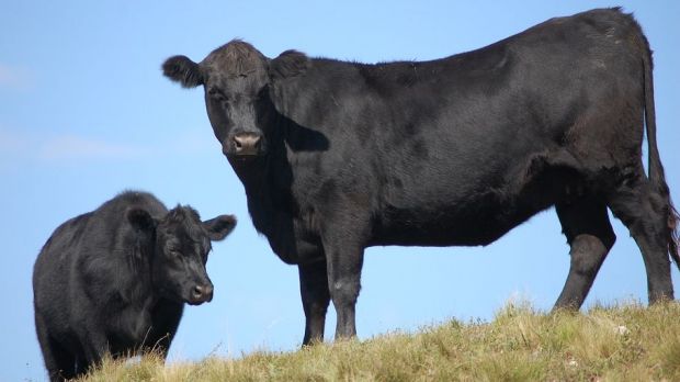 Brüssel lässt Einfuhr von nicht entbeintem Frischfleisch aus Nordpatagonien zu. Brüssel lässt Einfuhr von nicht entbeintem Frischfleisch aus Nordpatagonien zu.