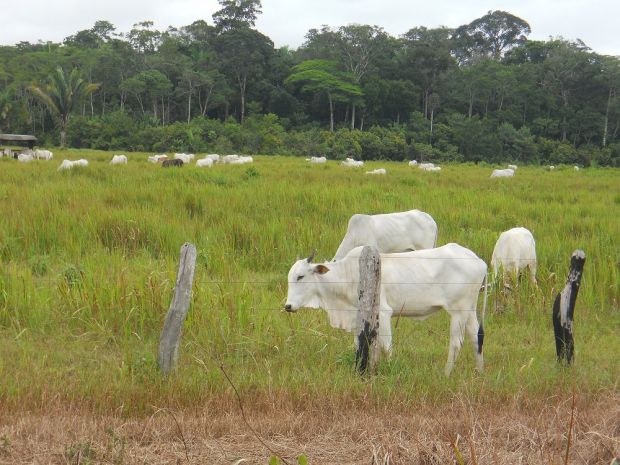 Die Rinderhaltung hat in ganz Lateinamerika große Bedeutung. Die Tiere werden vorwiegend auf extensiven Weiden gehalten. Die Rinderhaltung hat in ganz Lateinamerika große Bedeutung. Die Tiere werden vorwiegend auf extensiven Weiden gehalten.