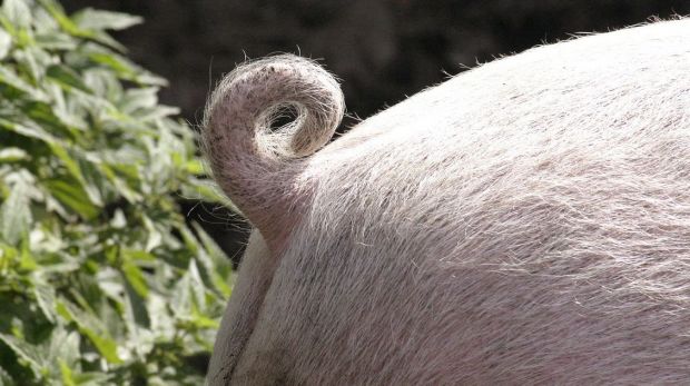 Die Frist für die Umsetzung des „Aktionsplans Kupierverzicht“ bei Schweinen naht. Die Frist für die Umsetzung des „Aktionsplans Kupierverzicht“ bei Schweinen naht.