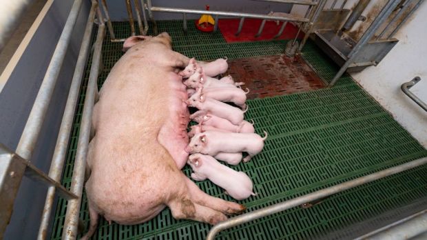 Sauen sollen sich freier bewegen können. Umstritten bleibt die Frage, wie schnell die Ferkelerzeuger die neuen Regelungen umsetzen müssen. Sauen sollen sich freier bewegen können. Umstritten bleibt die Frage, wie schnell die Ferkelerzeuger die neuen Regelungen umsetzen müssen.
