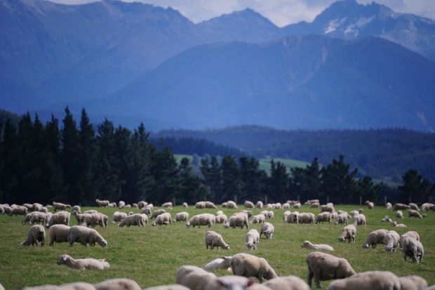 Weidende Schafe in Neuseeland. Weidende Schafe in Neuseeland.