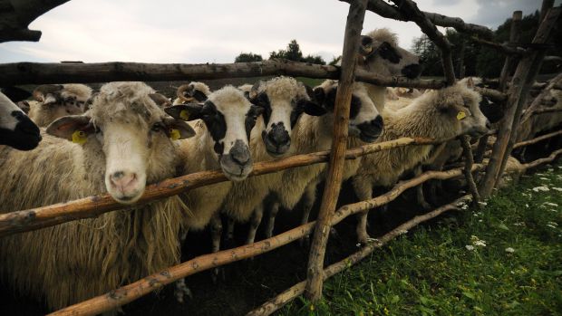 Rumänien gehört zu den wichtigsten Schaf- und Ziegenproduzenten in der Europäischen Union. Rumänien gehört zu den wichtigsten Schaf- und Ziegenproduzenten in der Europäischen Union.