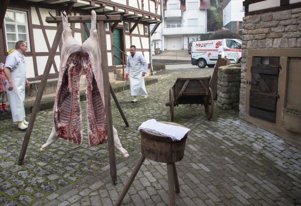 Aus dem Museumsfundus stammten die Schragen, an denen der Sinsheimer Obermeister Rüdiger Pyck (links) und sein „Azubi“, Oberbürgermeister Jörg Albrecht, die Schweinehälften aufgehängt hatten. Aus dem Museumsfundus stammten die Schragen, an denen der Sinsheimer Obermeister Rüdiger Pyck (links) und sein „Azubi“, Oberbürgermeister Jörg Albrecht, die Schweinehälften aufgehängt hatten.