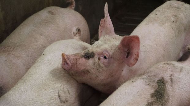 Schlachtschwein Schlachtschwein