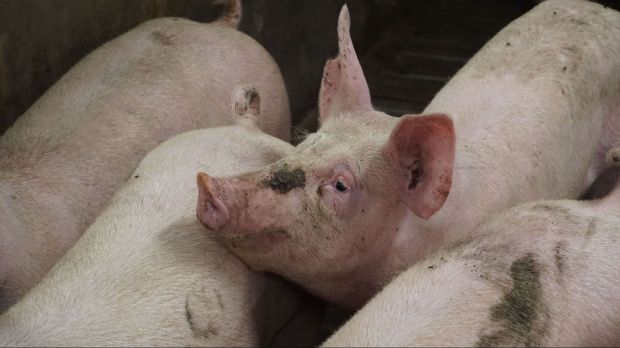 Schlachtschwein Schlachtschwein