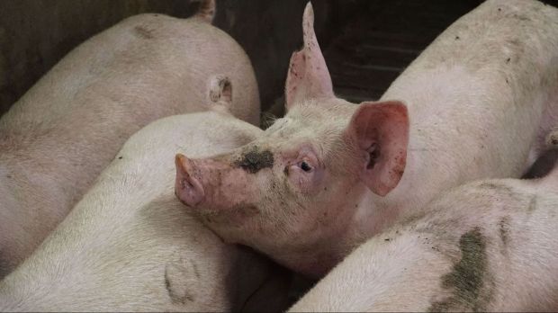 Der Markt für Schlachtschweine zeigt sich derzeit ausgeglichen. Der Markt für Schlachtschweine zeigt sich derzeit ausgeglichen.