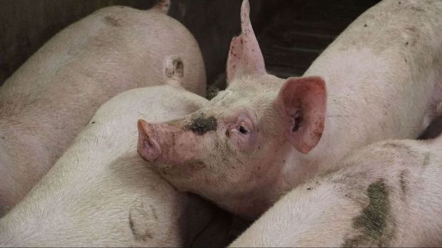 Die Schweineherde der Europäischen Union wird kleiner. Die Schweineherde der Europäischen Union wird kleiner.