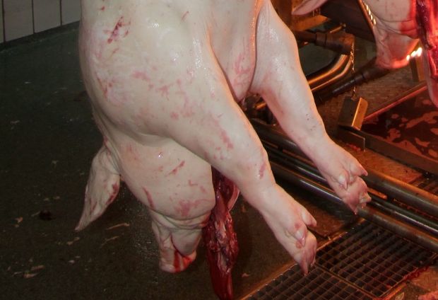 Das Landwirtschaftsministerium in Hannover will nach mehreren Tierschutzverletzungen die Kontrollen in Schlachtbetrieben ausweiten. Das Landwirtschaftsministerium in Hannover will nach mehreren Tierschutzverletzungen die Kontrollen in Schlachtbetrieben ausweiten.