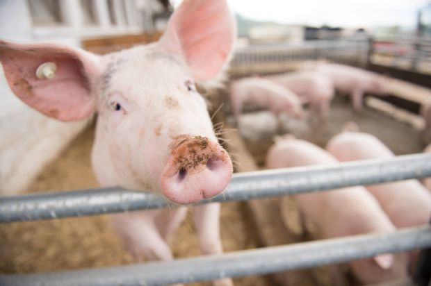 Schweine bleiben gefragt. Die Zeit der satten Aufschläge scheint aber zunächst vorüber. Schweine bleiben gefragt. Die Zeit der satten Aufschläge scheint aber zunächst vorüber.