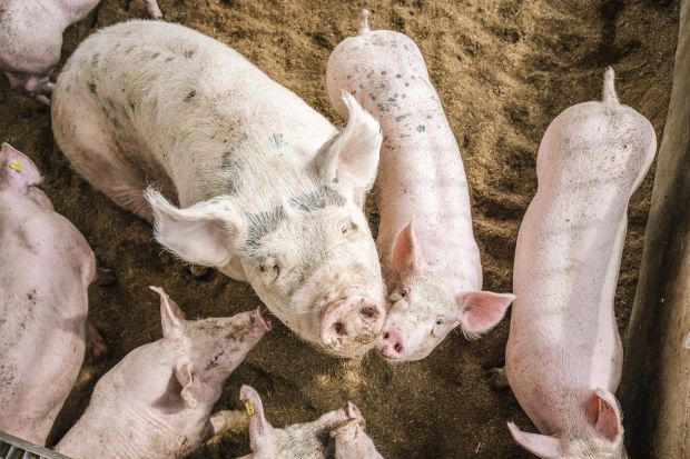 Rückläufige Schlachtzahlen, sinkender Fleischverzehr, boomender Export - diese Faktoren sind auch 2020 maßgeblich. Rückläufige Schlachtzahlen, sinkender Fleischverzehr, boomender Export - diese Faktoren sind auch 2020 maßgeblich.