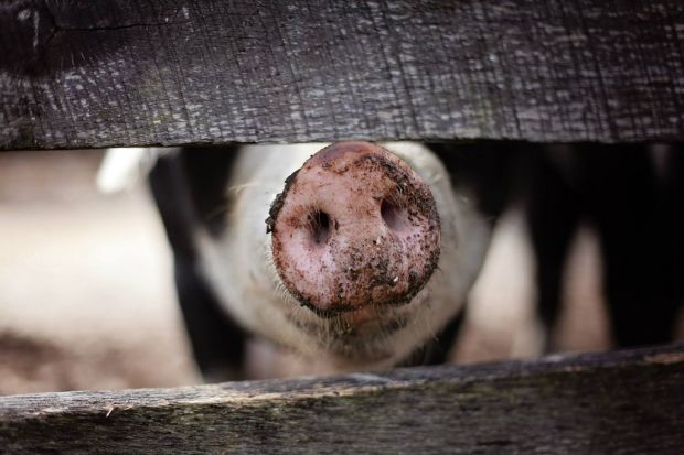 Die meisten Marktteilnehmer gehen für Mittwoch von einer unveränderten Preisempfehlung aus. Die meisten Marktteilnehmer gehen für Mittwoch von einer unveränderten Preisempfehlung aus.