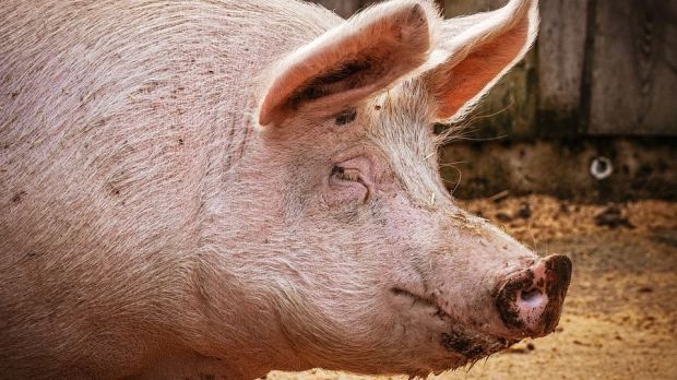 Das Angebot schlachtreifer Tiere ist zuletzt gestiegen, konnte aber problemlos vermarktet werden. Das Angebot schlachtreifer Tiere ist zuletzt gestiegen, konnte aber problemlos vermarktet werden.