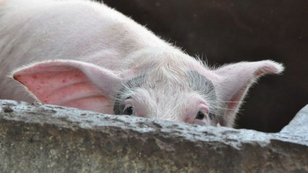 Aufgrund der anhaltenden Probleme am Fleischmarkt scheint kein Spielraum mehr da für höhere Schweinepreise. Aufgrund der anhaltenden Probleme am Fleischmarkt scheint kein Spielraum mehr da für höhere Schweinepreise.