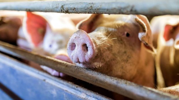 Polnische Schweinemäster verdienen zurzeit mehr Geld im Stall. Polnische Schweinemäster verdienen zurzeit mehr Geld im Stall.