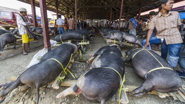 Das Risiko einer Ausbreitung der ASP ist in Indonesien groß, vor allem, wenn die Tiere lebend auf Märkten verkauft werden. Das Risiko einer Ausbreitung der ASP ist in Indonesien groß, vor allem, wenn die Tiere lebend auf Märkten verkauft werden.