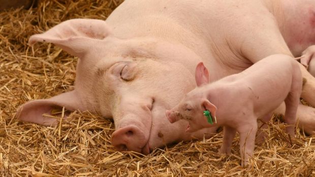 Nordrhein-Westfalen will die Tierhalter bei der Verbesserung der Haltungsbedingungen finanziell unterstützen. Nordrhein-Westfalen will die Tierhalter bei der Verbesserung der Haltungsbedingungen finanziell unterstützen.