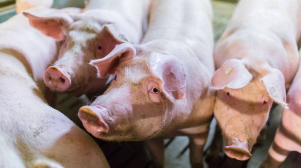 Die Schweinepreise geraten zu Beginn des Jahres unter Druck. Die Schweinepreise geraten zu Beginn des Jahres unter Druck.