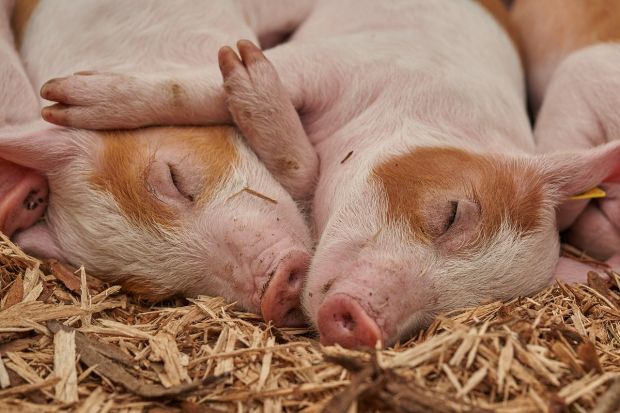 Die deutsche Schweinebranche könnte nach Einschätzung des DBV auch 2020 vom „enormen Importbedarf“ Chinas profitieren. Die deutsche Schweinebranche könnte nach Einschätzung des DBV auch 2020 vom „enormen Importbedarf“ Chinas profitieren.