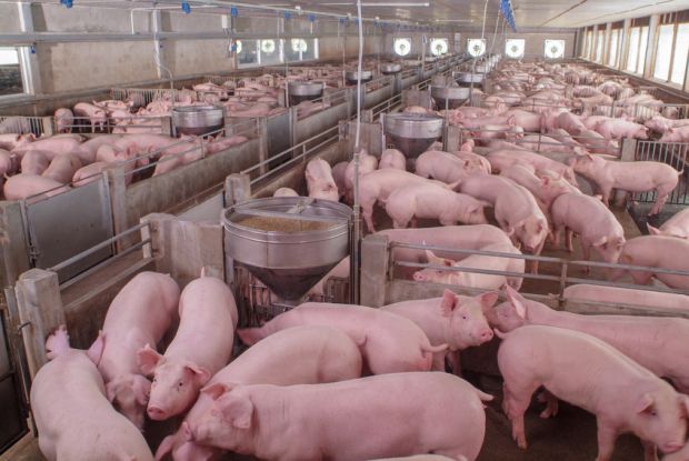 Blick in einen Schweinestall. Blick in einen Schweinestall.