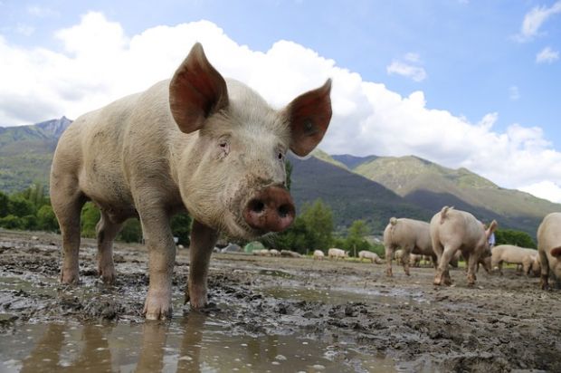 Im Kampf gegen die ASP werden in Bulgarien „Hinterhofschweine“ gekeult. Im Kampf gegen die ASP werden in Bulgarien „Hinterhofschweine“ gekeult.