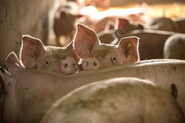 Damit sich die Tiere sauwohl fühlen, haben die Halter den alten Stall eigens entkernt und darin geräumige Laufbuchten eingebaut, in denen sich die Schweine tummeln können. Damit sich die Tiere sauwohl fühlen, haben die Halter den alten Stall eigens entkernt und darin geräumige Laufbuchten eingebaut, in denen sich die Schweine tummeln können.