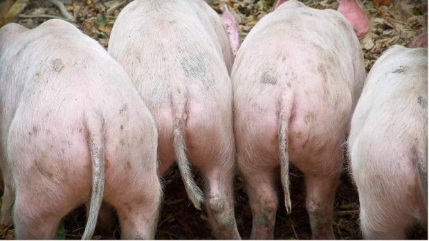 Betriebe, die bei kupierten Schweinen keine Probleme mit dem Schwanzbeißen haben, starten mit einer kleineren Gruppe unkupierter Tiere. Betriebe, die bei kupierten Schweinen keine Probleme mit dem Schwanzbeißen haben, starten mit einer kleineren Gruppe unkupierter Tiere.
