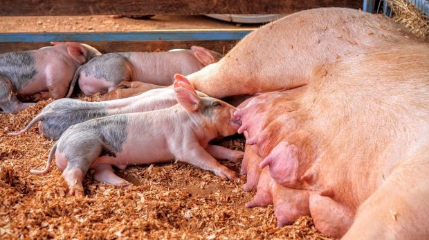 Besonders ausgeprägt war der Rückgang bei den Zuchtsauenhaltern. Besonders ausgeprägt war der Rückgang bei den Zuchtsauenhaltern.