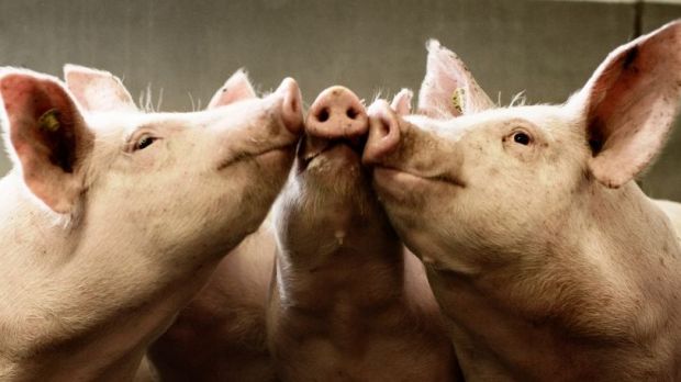 In dänischen Schlachtbetrieben kamen im vergangenen Jahr 18,03 Mio. Tiere an die Haken. In dänischen Schlachtbetrieben kamen im vergangenen Jahr 18,03 Mio. Tiere an die Haken.