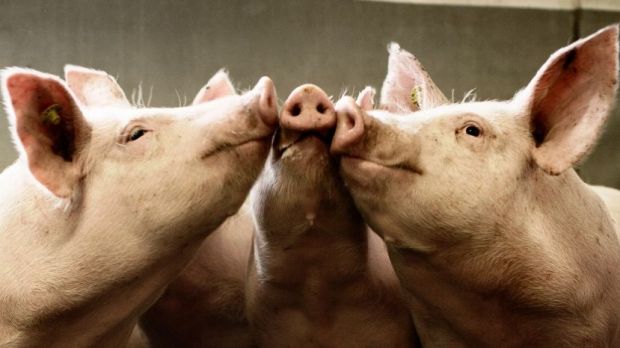 In Deutschland entspannt sich die Situation am Schlachtschweinemarkt leicht - trotz guter Nachfrage aus China. In Deutschland entspannt sich die Situation am Schlachtschweinemarkt leicht - trotz guter Nachfrage aus China.