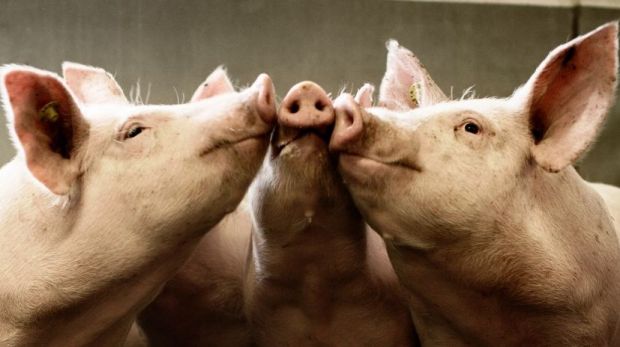 Danish Crown (DC) hob bereits das dritte Mal im neuen Jahr seinen Auszahlungspreis für Schlachtschweine an. Danish Crown (DC) hob bereits das dritte Mal im neuen Jahr seinen Auszahlungspreis für Schlachtschweine an.