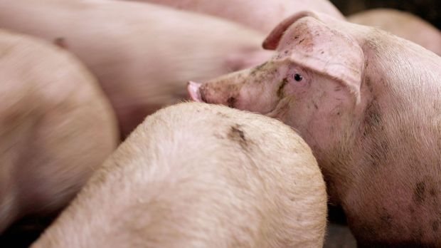 Das Angebot an Schlachtschweinen fällt zu Beginn der neuen Berichtswoche umfangreich aus. Das Angebot an Schlachtschweinen fällt zu Beginn der neuen Berichtswoche umfangreich aus.