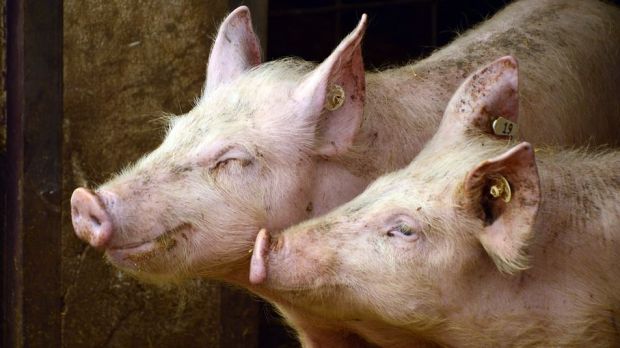 Dänemark verzeichnet aktuell die geringste Schweinepopulation bei einer Frühjahrserhebung seit 2013. Dänemark verzeichnet aktuell die geringste Schweinepopulation bei einer Frühjahrserhebung seit 2013.
