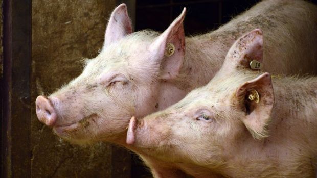 Die Schweinepopulation ist derzeit auf einem Tiefstand. Die Schweinepopulation ist derzeit auf einem Tiefstand.